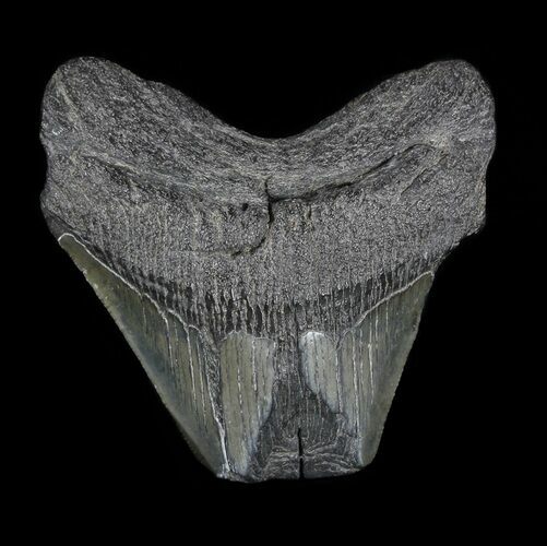 Fossil Megalodon Tooth - Feeding Damaged Tip #53030
